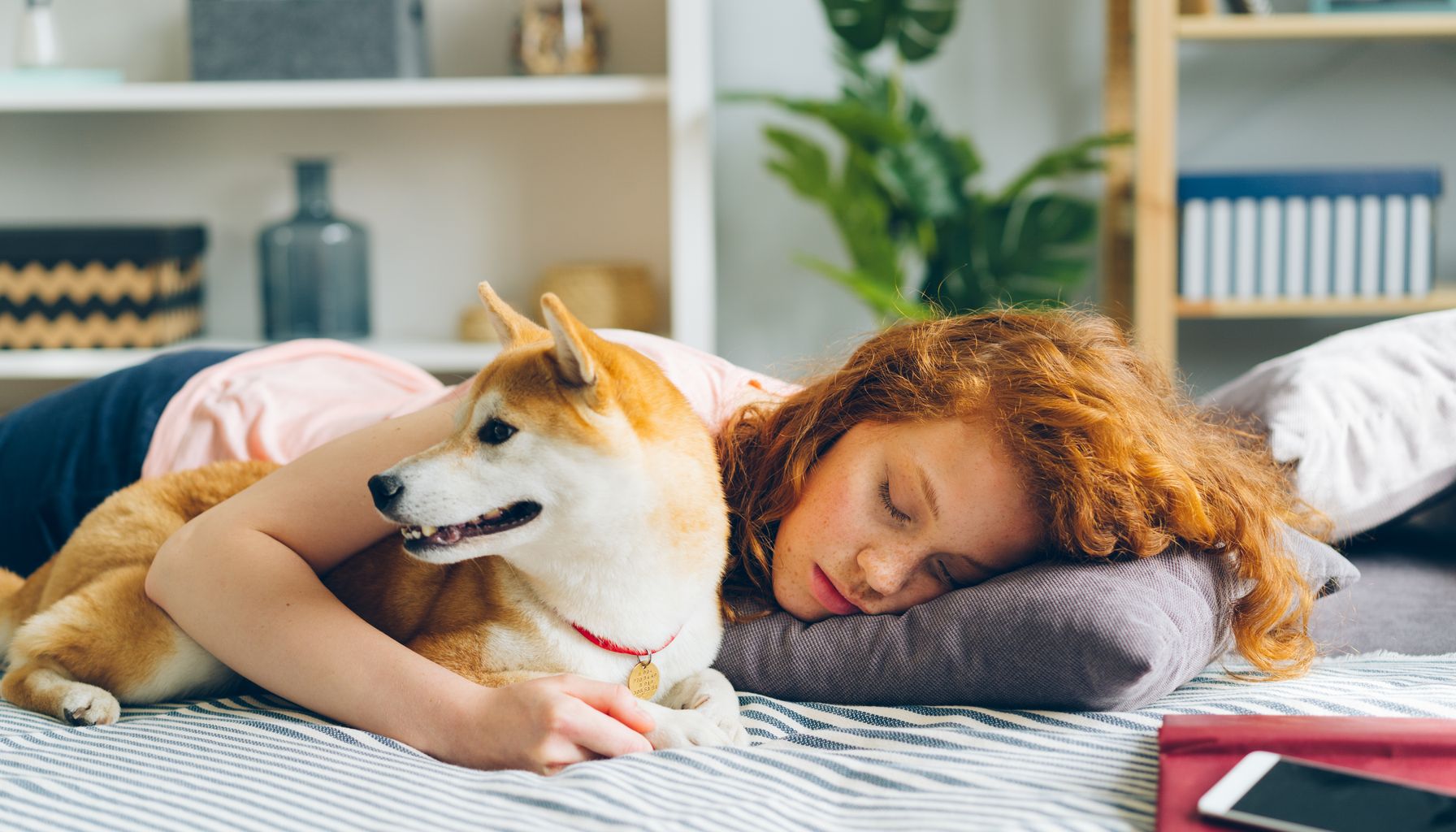 A woman sleeps with her Shiba Inu dog indoors, creating a peaceful and cozy moment.