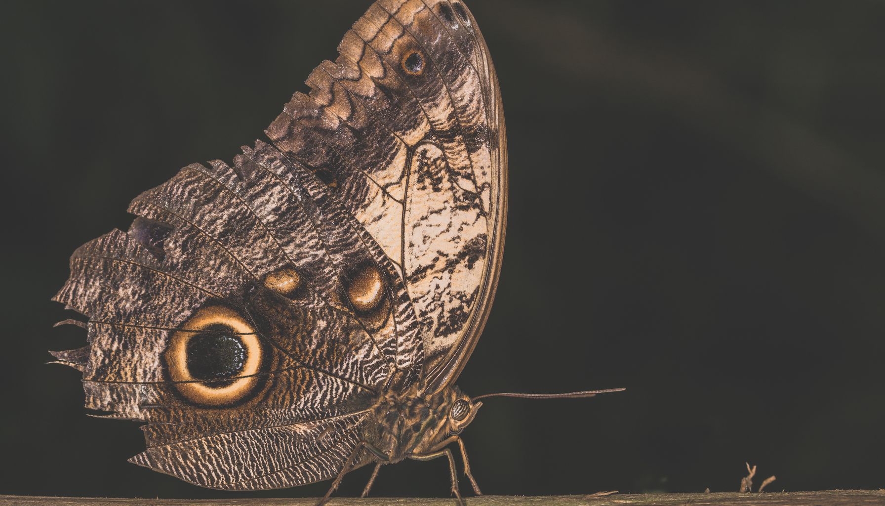 Estudio muestra que las mariposas usan ilusiones ópticas para engañar a depredadores — Foto: Ylanite Koppens (Pexels)
