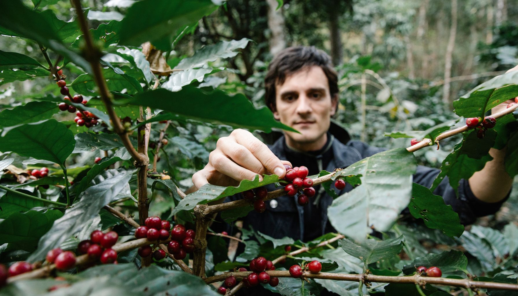 Life of Italian Immigrants on São Paulo Coffee Plantations