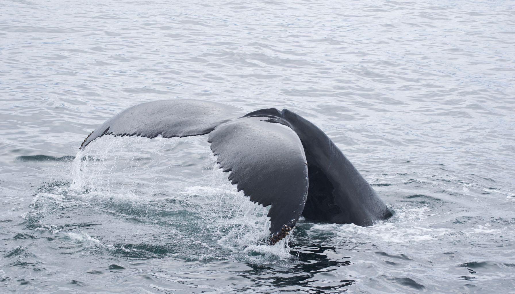 Vídeo registra luto de megattera que vela seu filhote nascido morto — Foto: Jan Jüttner (Pexels)